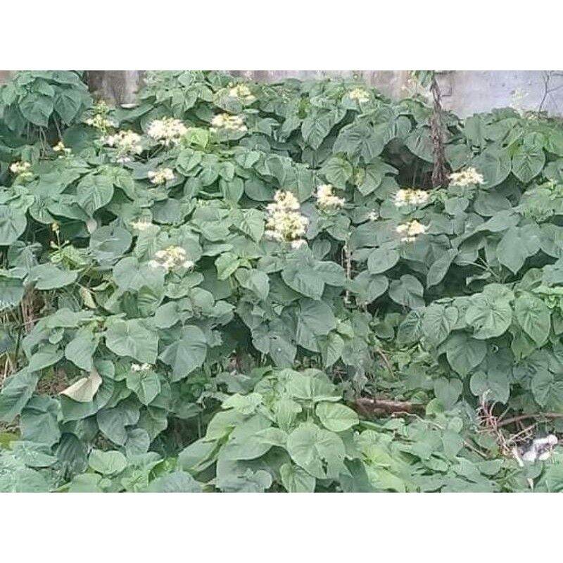 Bạch đồng nữ tươi 1kg