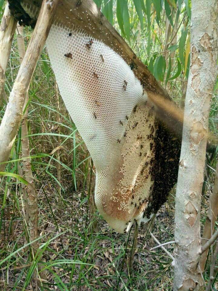 Mật ong rừng U Minh - Cà Mau