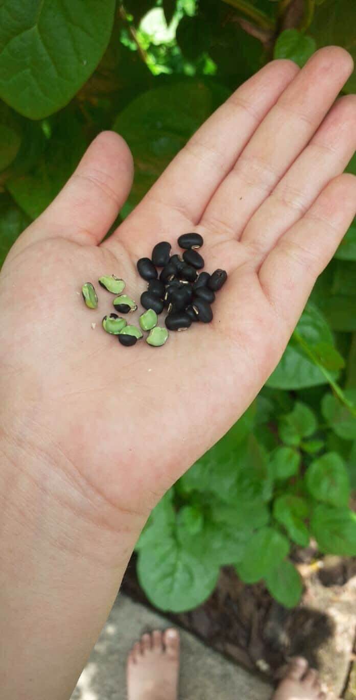 1kg đậu đen xanh lòng thuần chủng quê