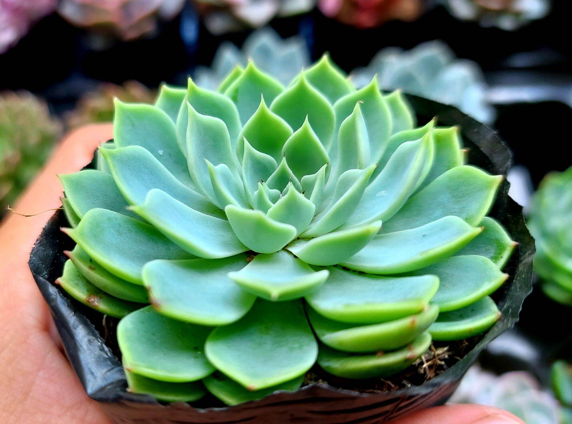Sen đá THÁI size bầu 5-6 cm