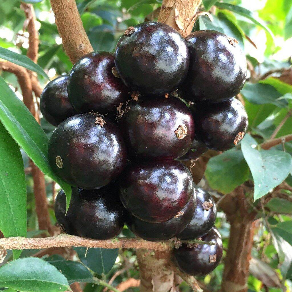 GIỐNG CÂY NHO THÂN GỖ