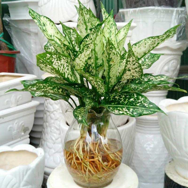 Betta Rồng Vàng - Form đẹp - Size to