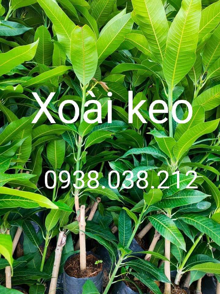 Cây giống xoài keo