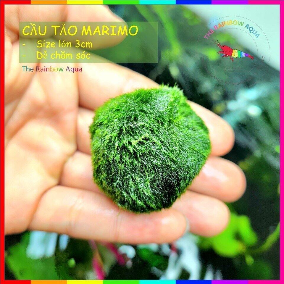 Tảo cầu Marimo Moss Ball trang trí hồ tép, thủy sinh