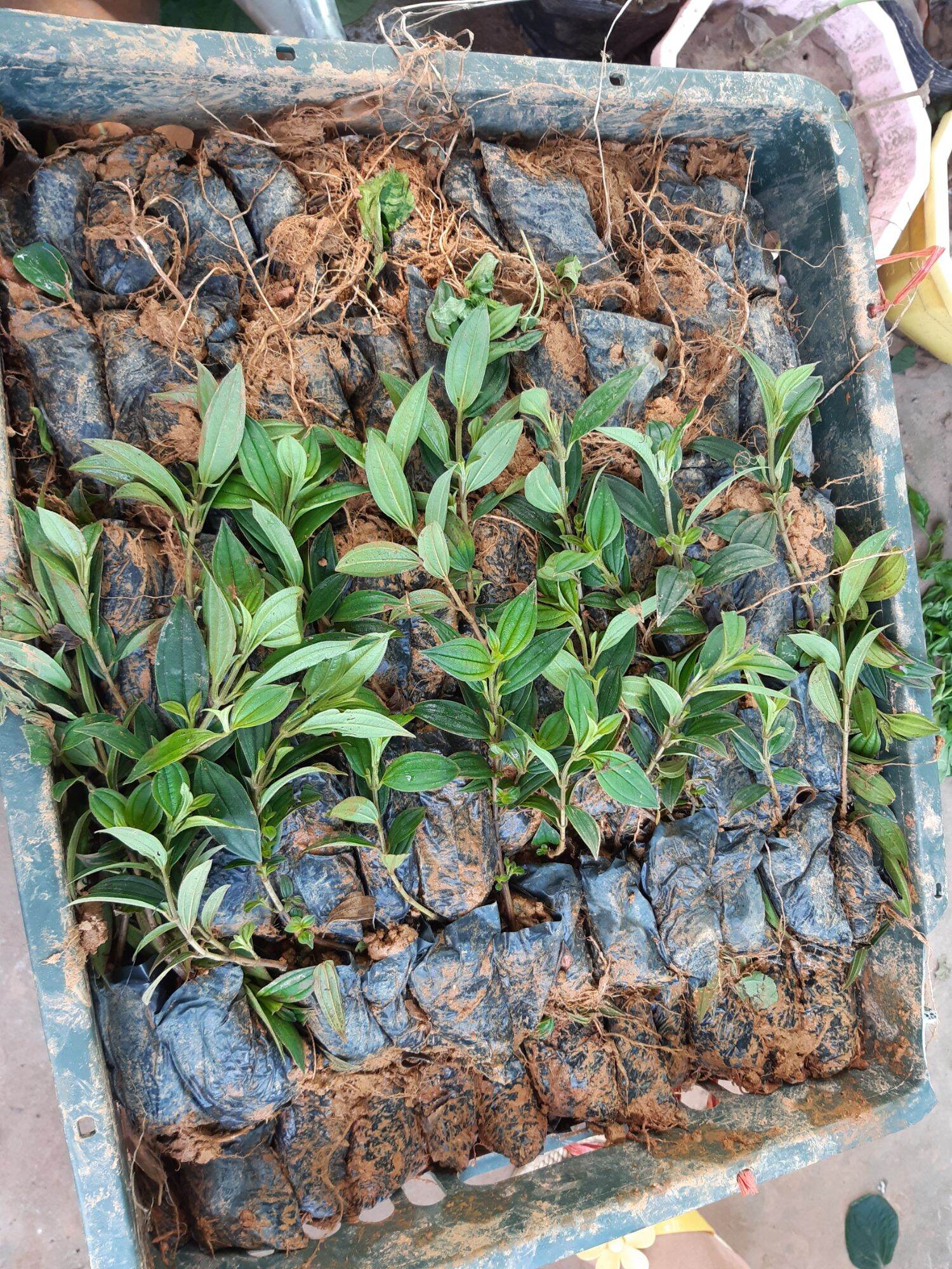 cây giống sim thái hàng chuẩn ảnh
