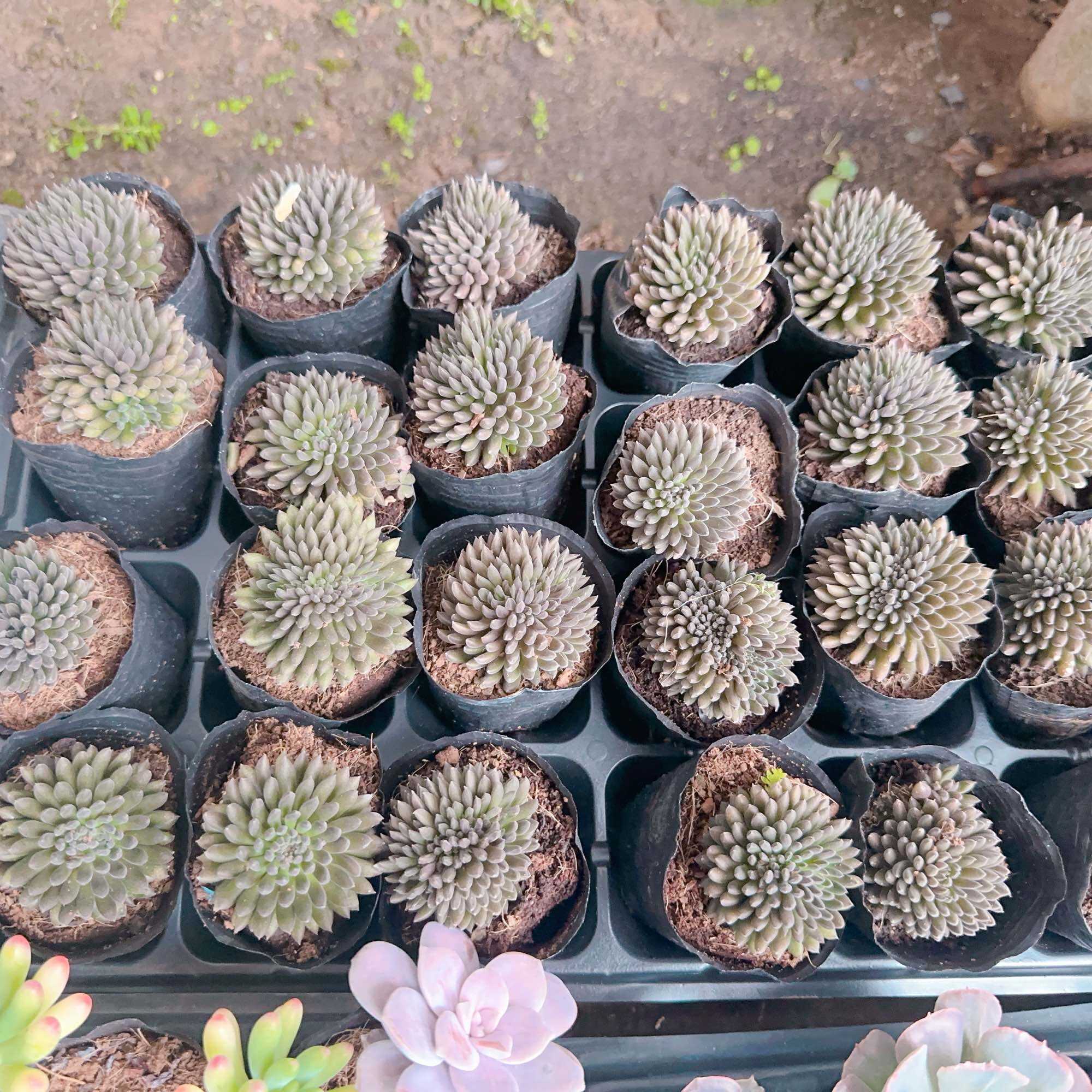 Sen đá nhím size bầu 3-5 cm xuất vườn đà lạt
