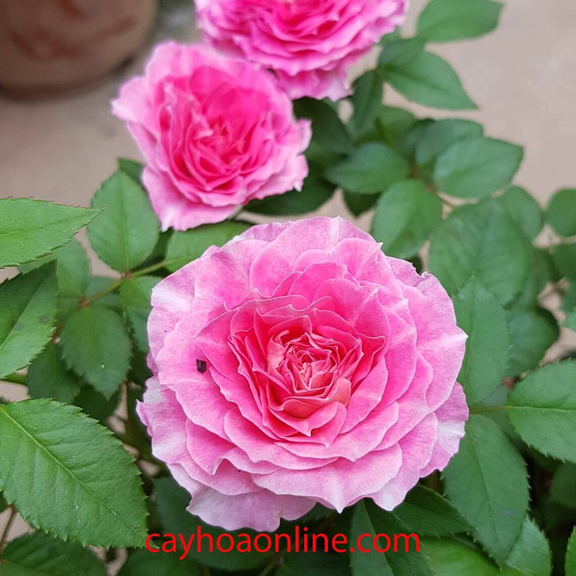 Hoa hồng Tezza Ruby hồng - hồng bụi mini say hoa