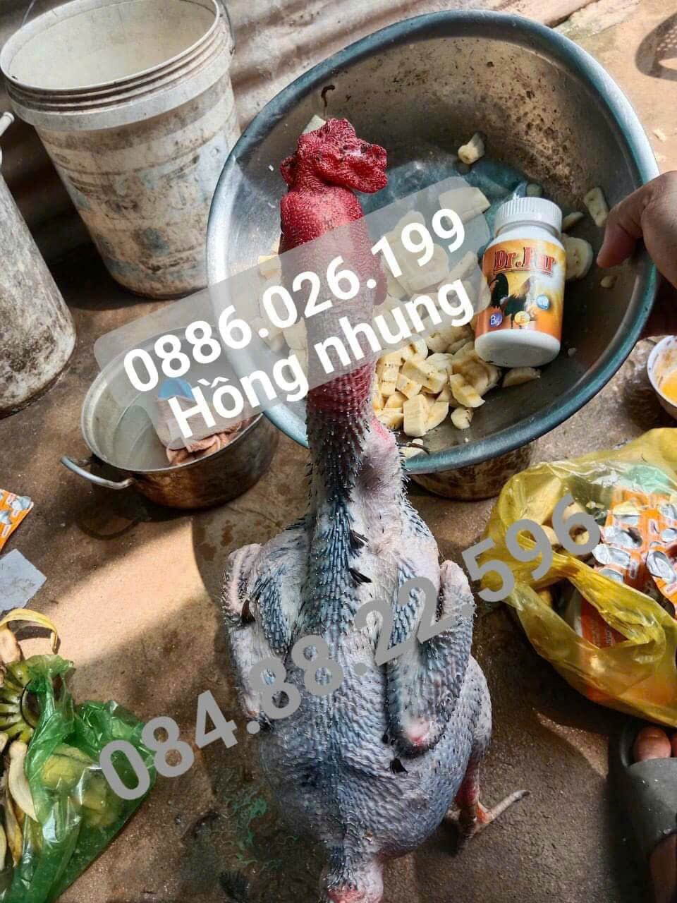 Dr.Fur (30v)_ kích mọc lông nhanh gà dá