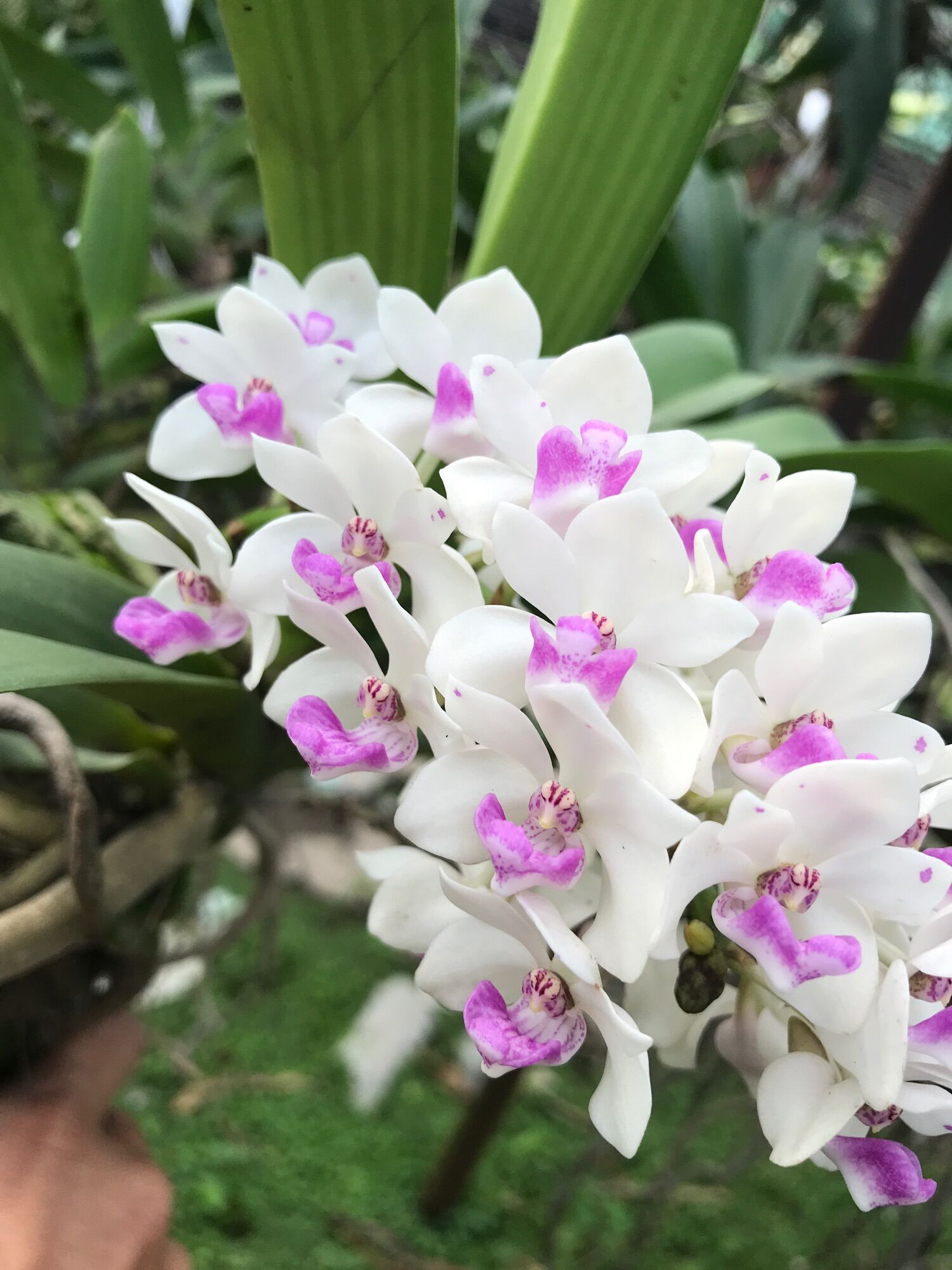 Ngọc điểm giống 60k/2 cây