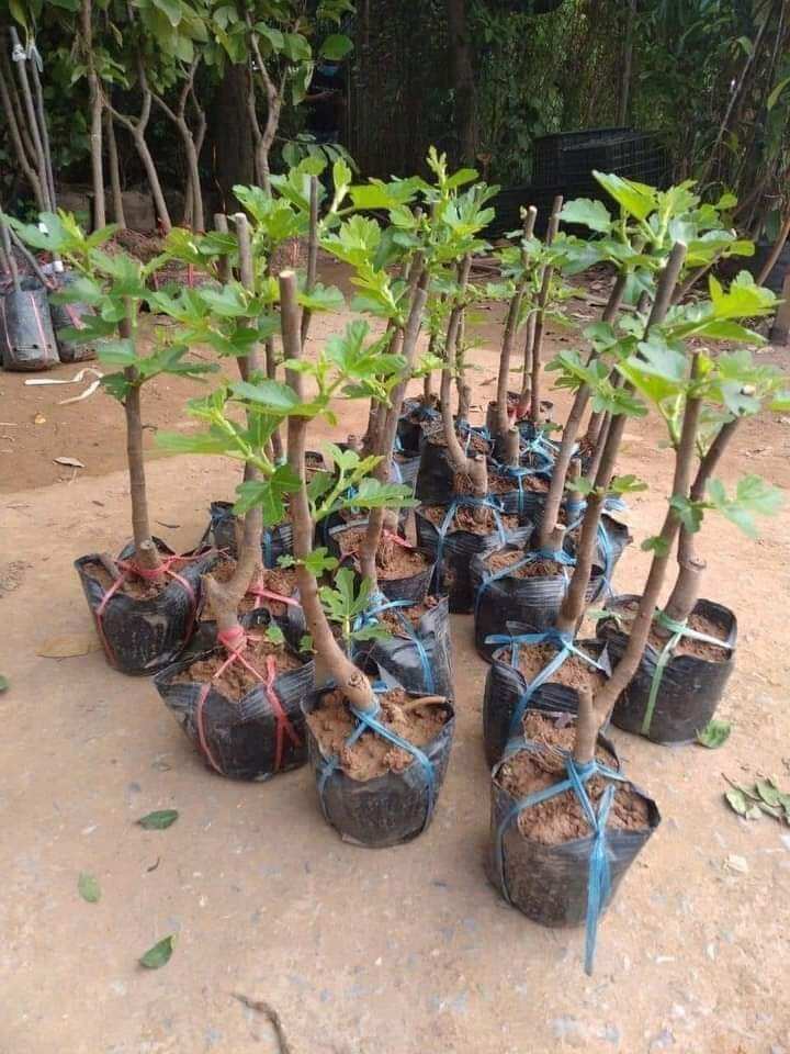 Cây sung mỹ giống chuẩn , quả to ăn rất ngọt. 0975449688
