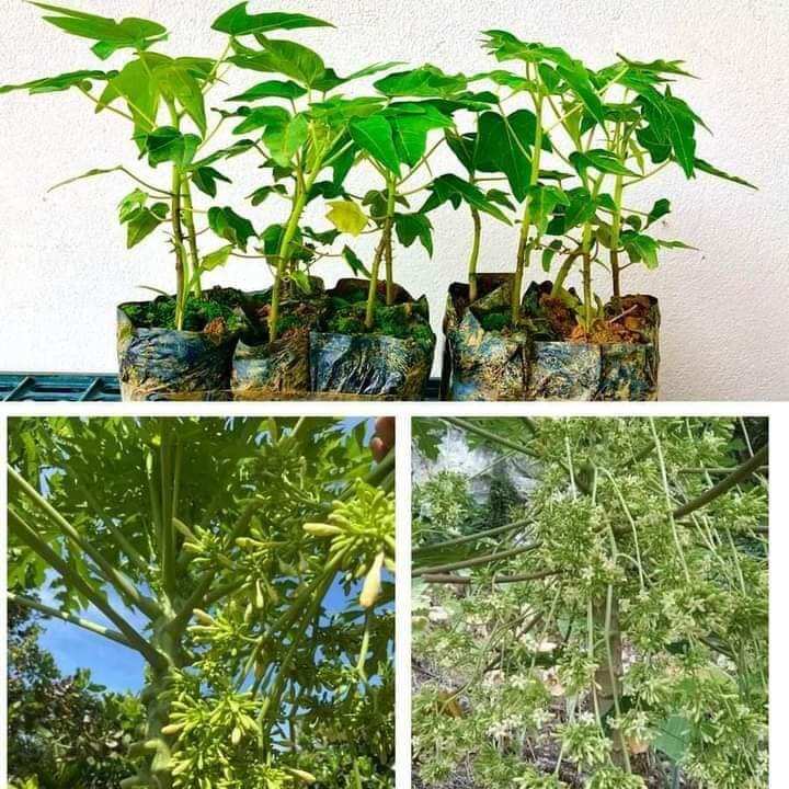 Cây đu đủ đực 1 cây
