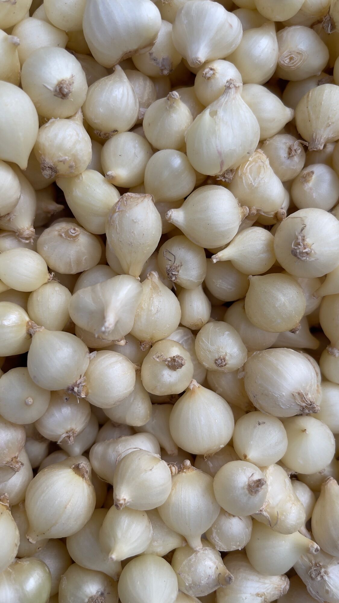 Củ nén hành tăm loại lớn túi lưới 500g