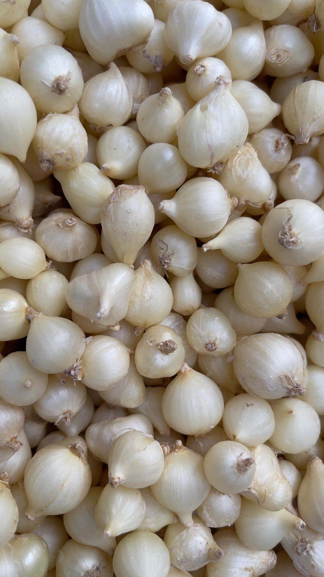 Củ nén hành tăm loại lớn túi lưới 500g