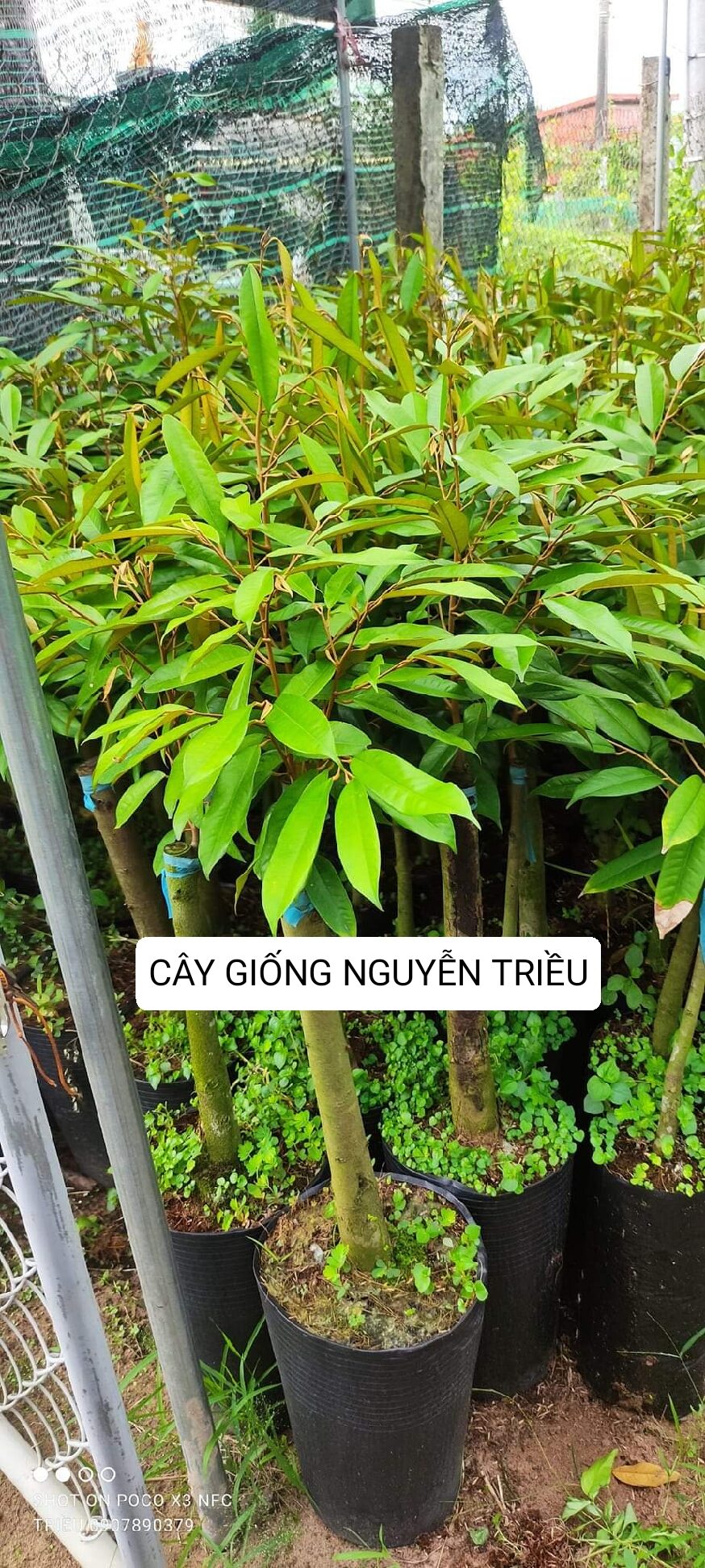 Cây giống sầu riêng musangking d197