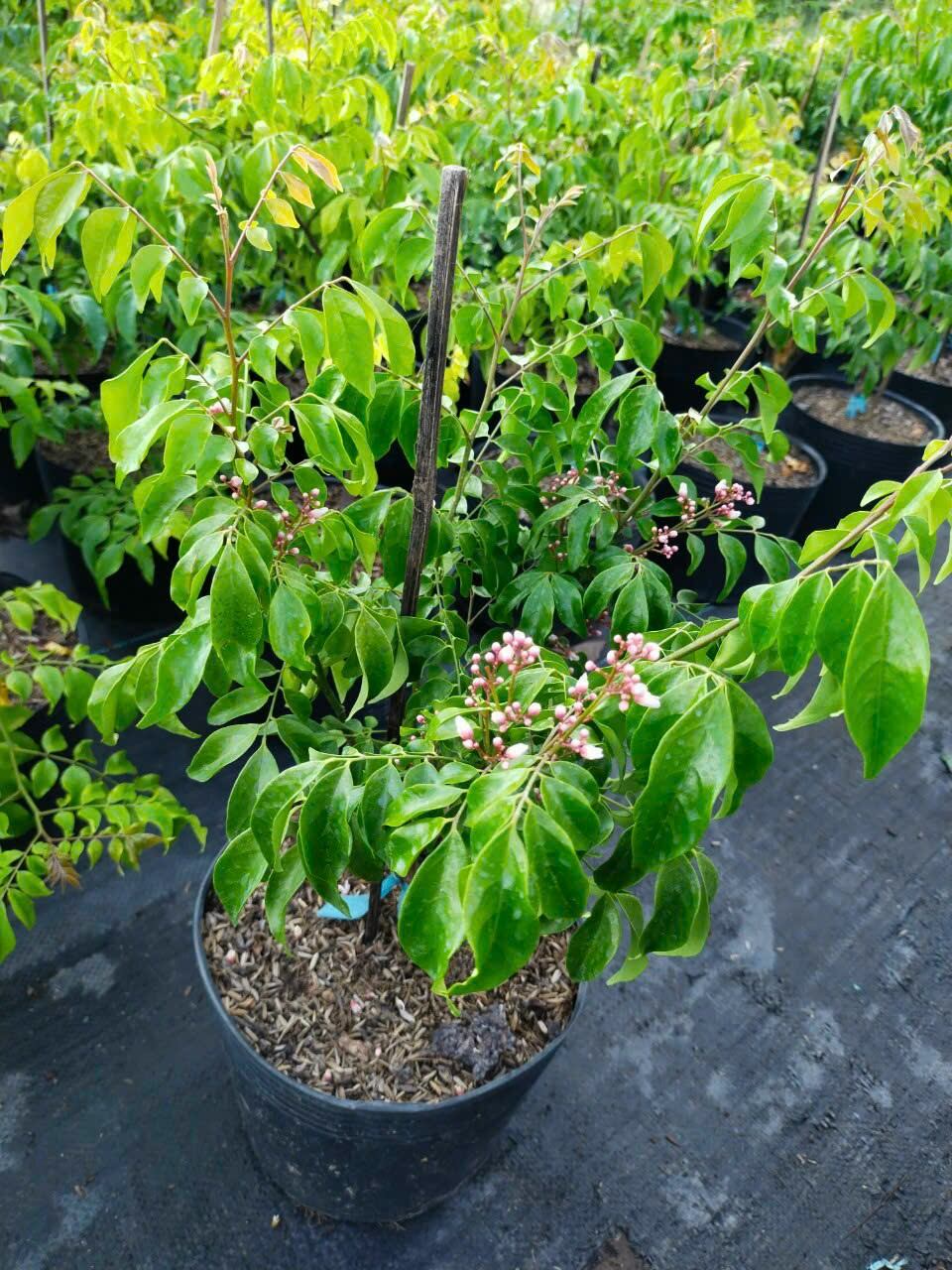 Cây Khế chua lùn đang hoa trái