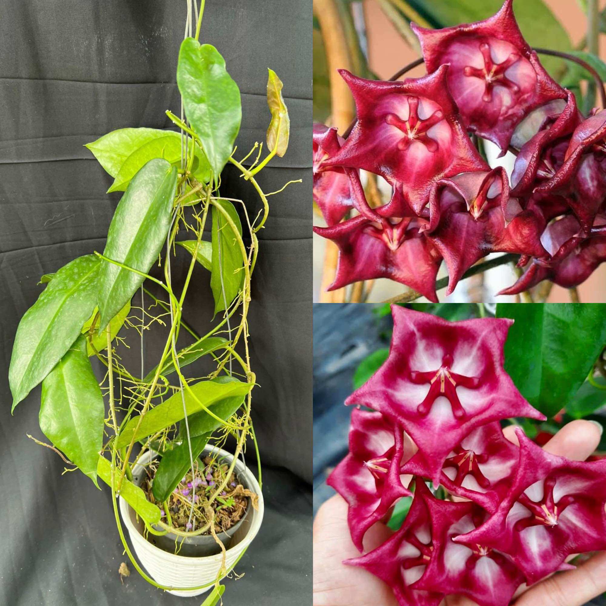 Hoa Cẩm cù hoya Kaimuki nhiều kích thước, hoa rất đẹp, phát triển nhanh