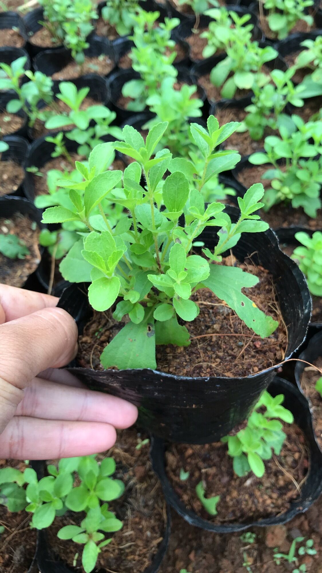 Cây cỏ ngọt giống chuẩn dễ trồng, hàm lượng đường cao