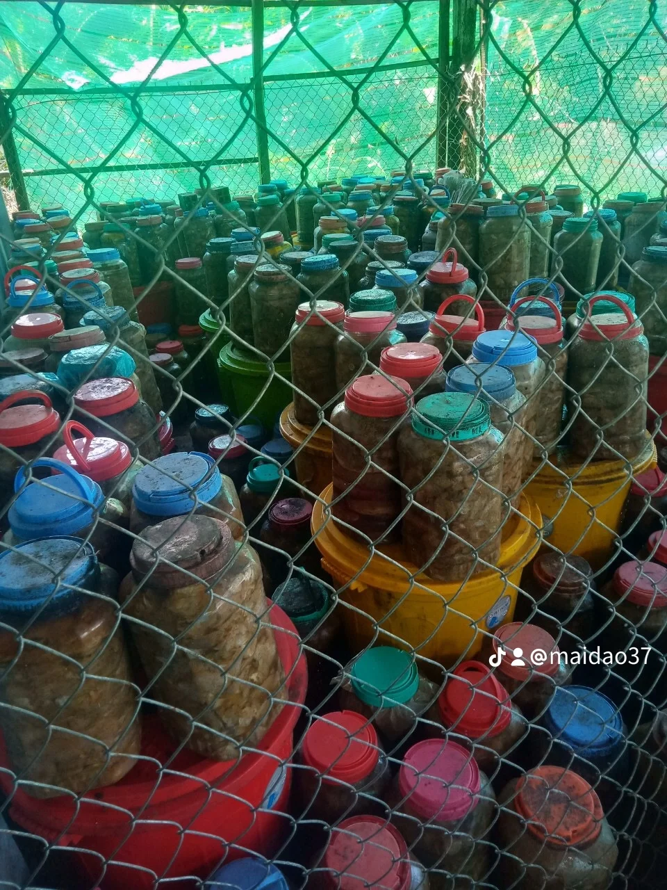 Mắm Cá Rô Cá Sặc Đồng Giá 1 ký "