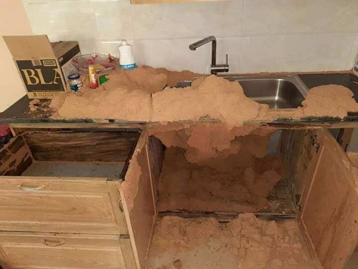 Thuốc diệt mối tận gốc, dùng một lần diệt cả đàn