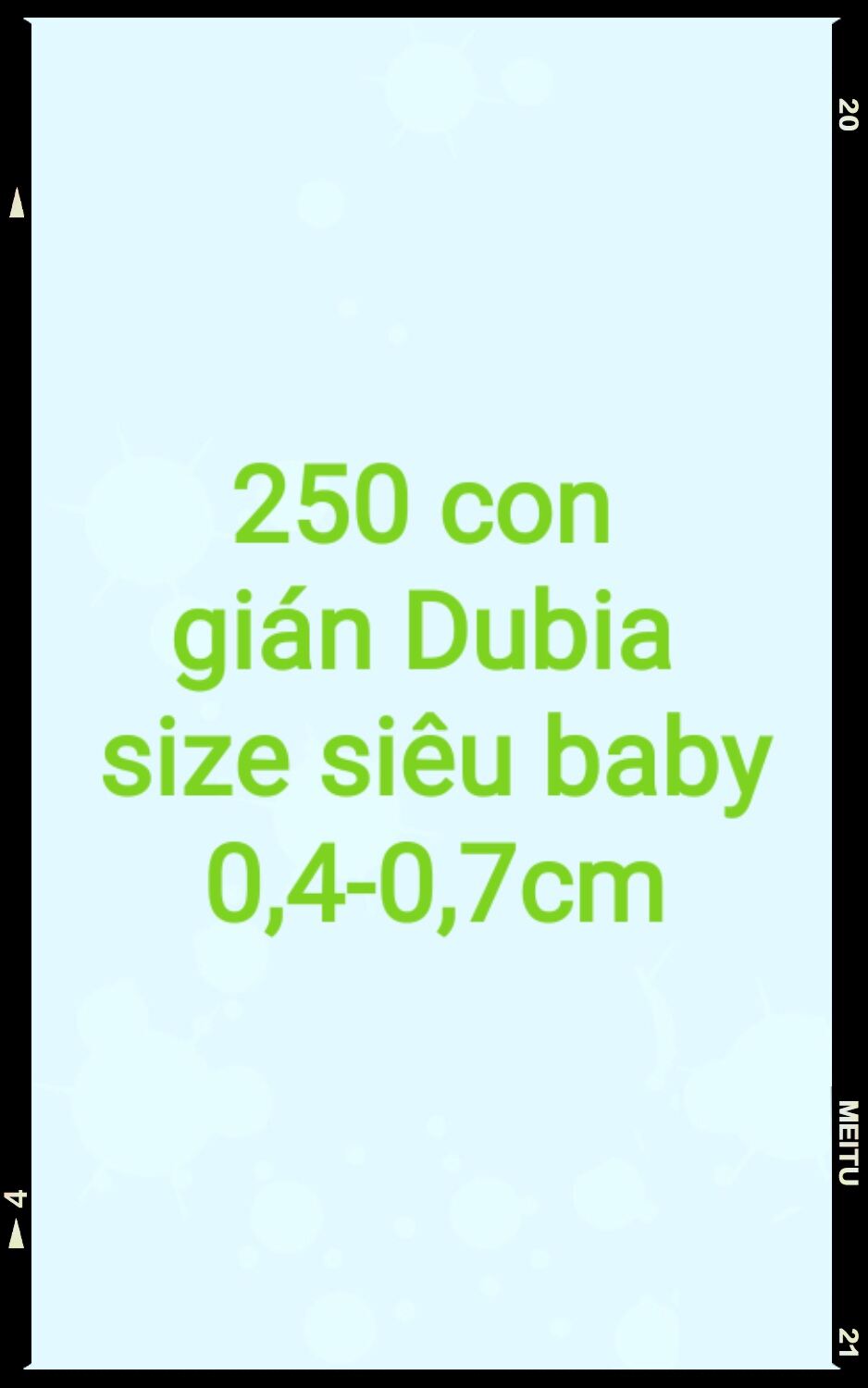 Hộp 250 con gián Dubia size siêu baby 0,4-0,7cm.