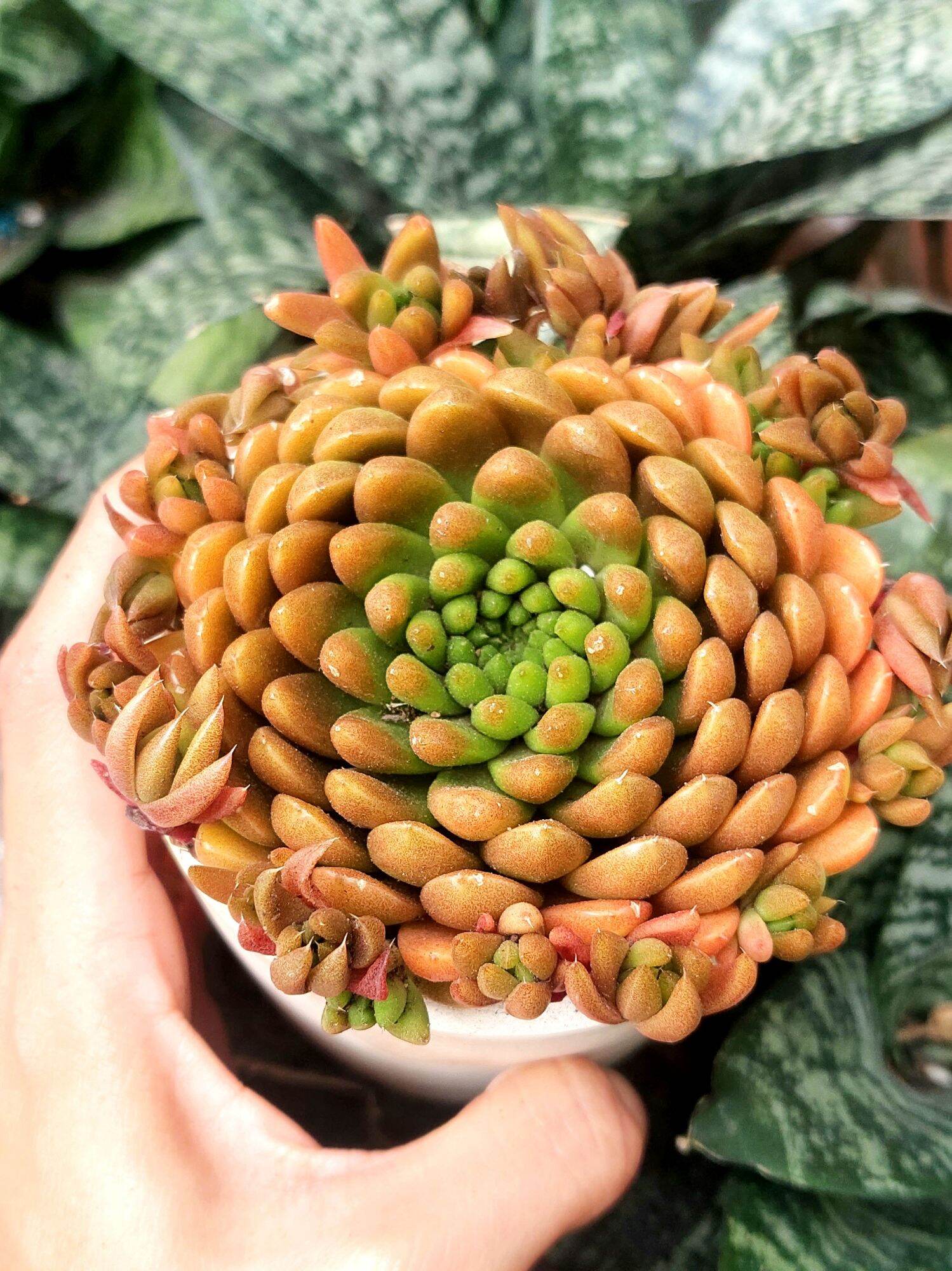 Sen đá biến hình size 9- 10 cm