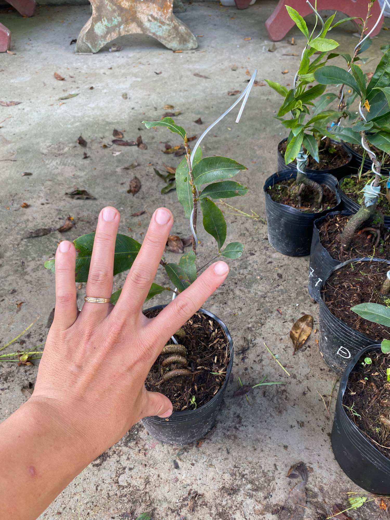 Combo 2 Mai ghép đại lộc