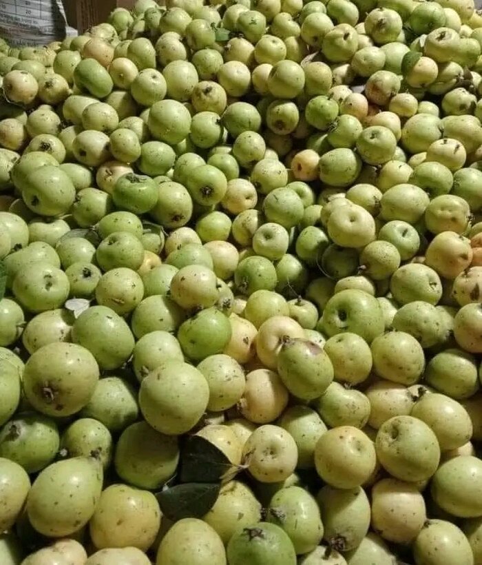 Táo mèo tươi, táo mèo tây bắc