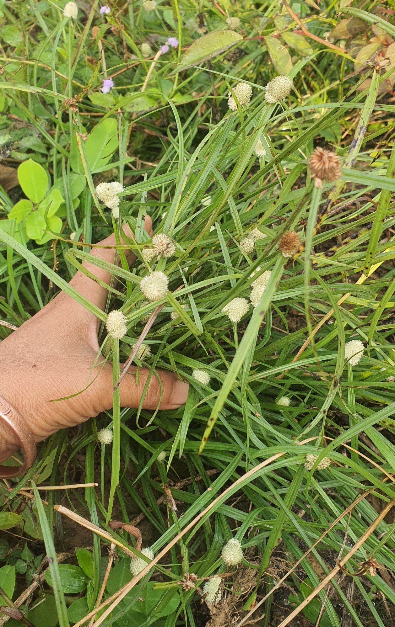 Giống cỏ bạc đầu