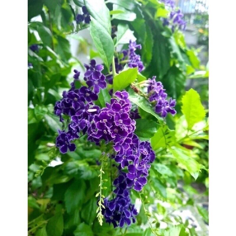 Cây giống chuỗi Ngọc hoa tím (hình cuối)