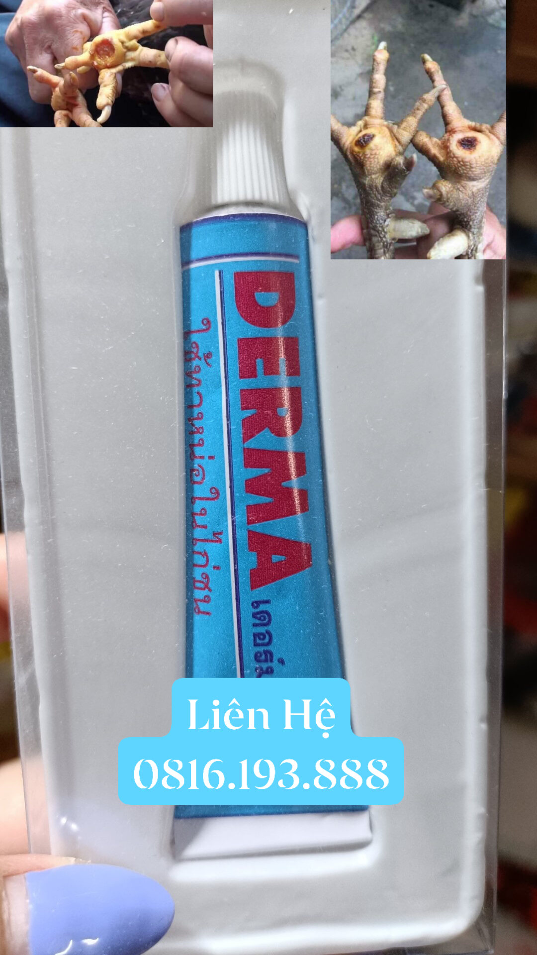 Lậu đế ké chậu cho gà