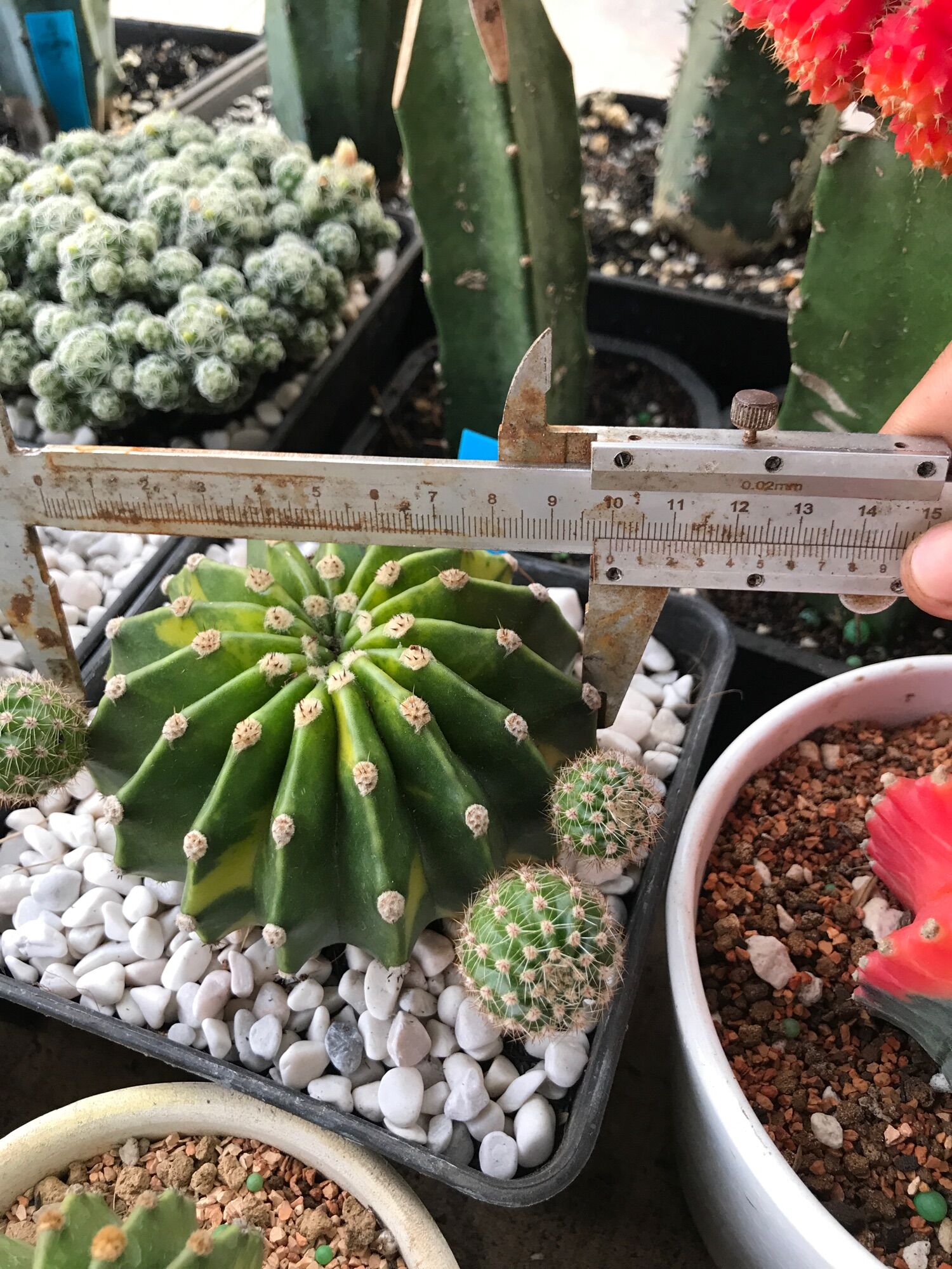 Xương rồng Echino lem vàng  size chậu 14cm