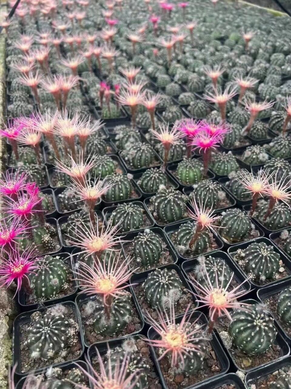 Sale 50%- Xương rồng echino lobivia hoa cúc .