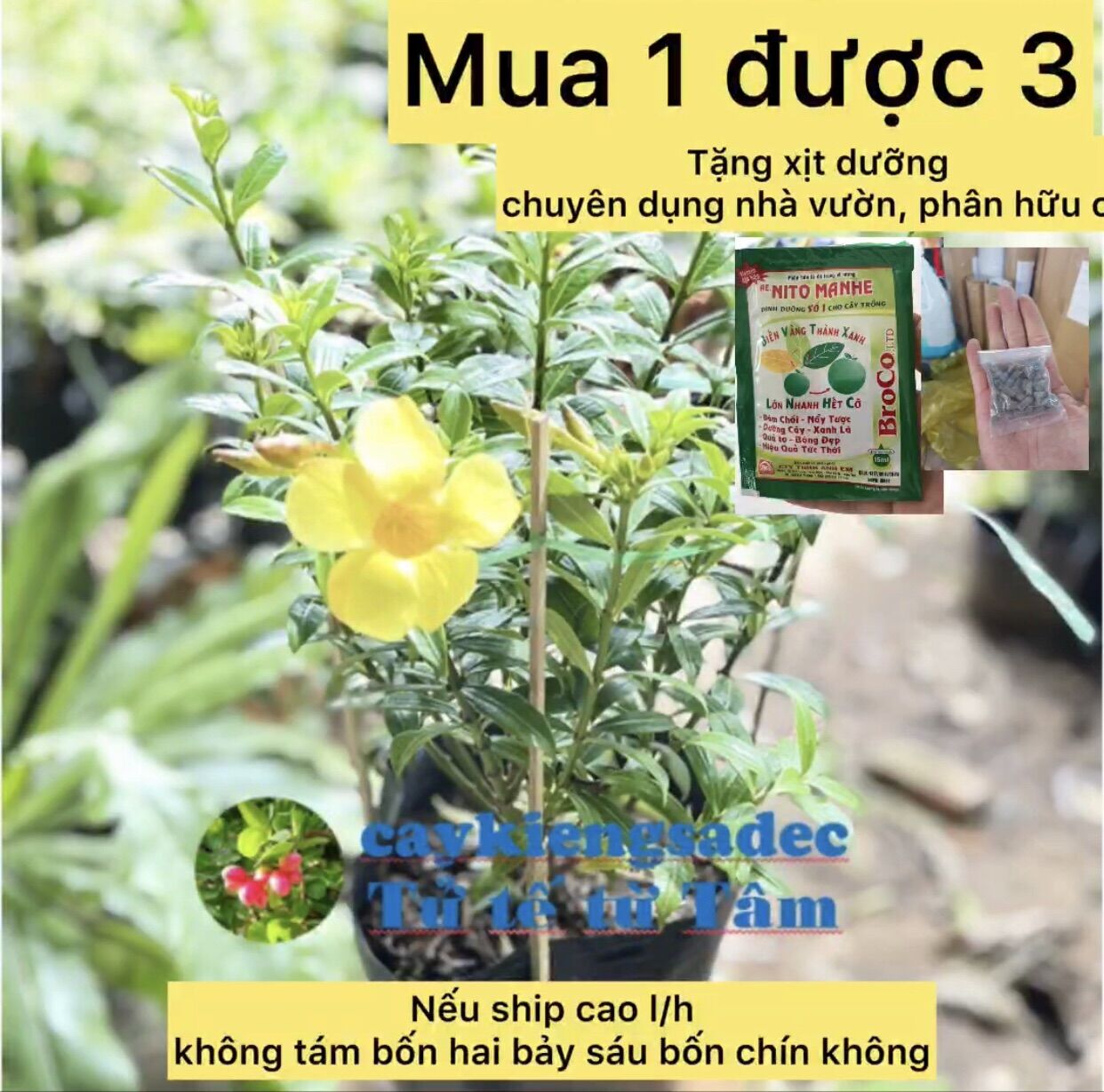 caykiengsadec - Cây hoa huỳnh anh+ tặng phân bón cho cây mau lớn - hoa kiểng lá - trang trí nội thất cảnh quan sân vườn ngoài trời