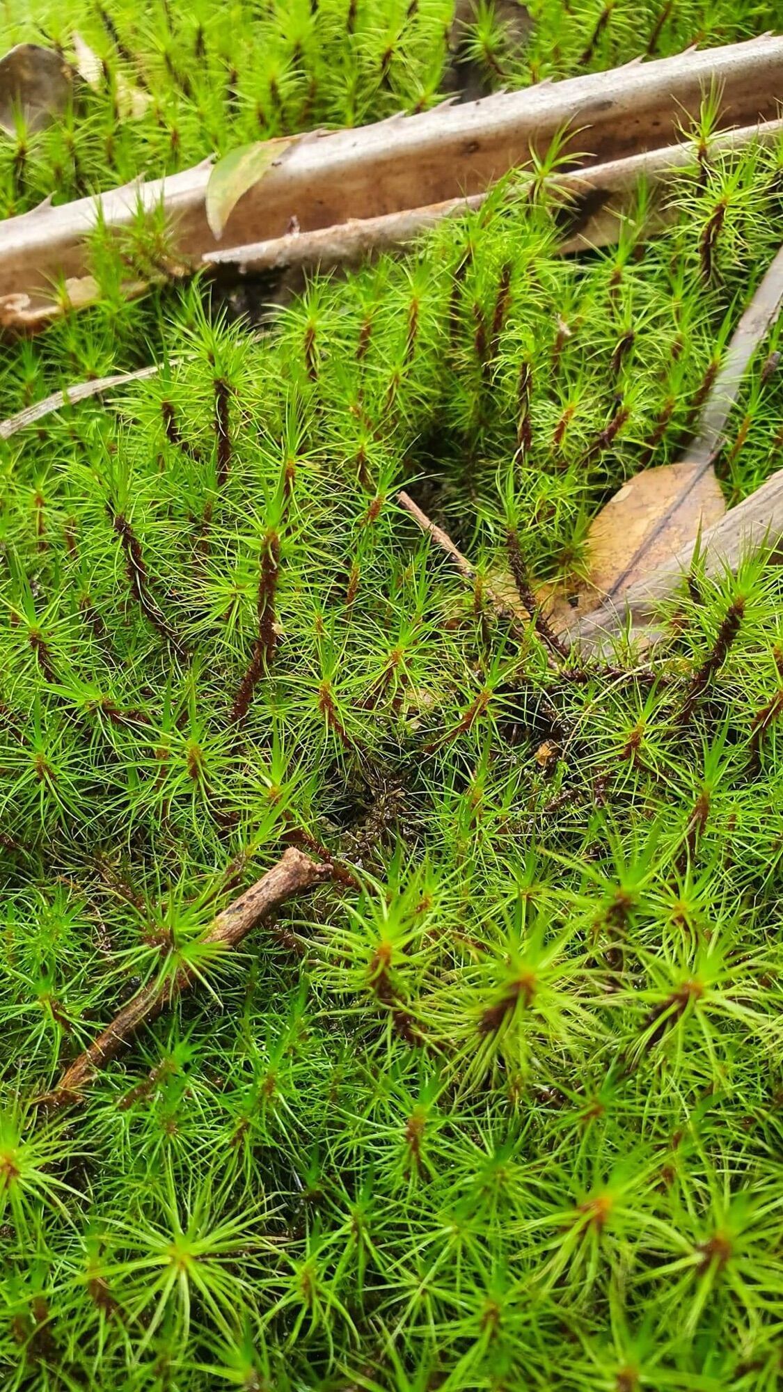 Rêu haircap