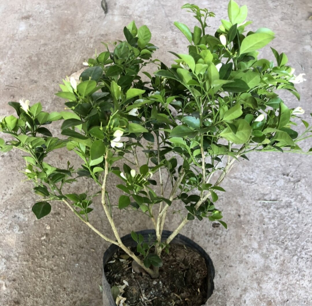 Cây hoa nguyệt quế
