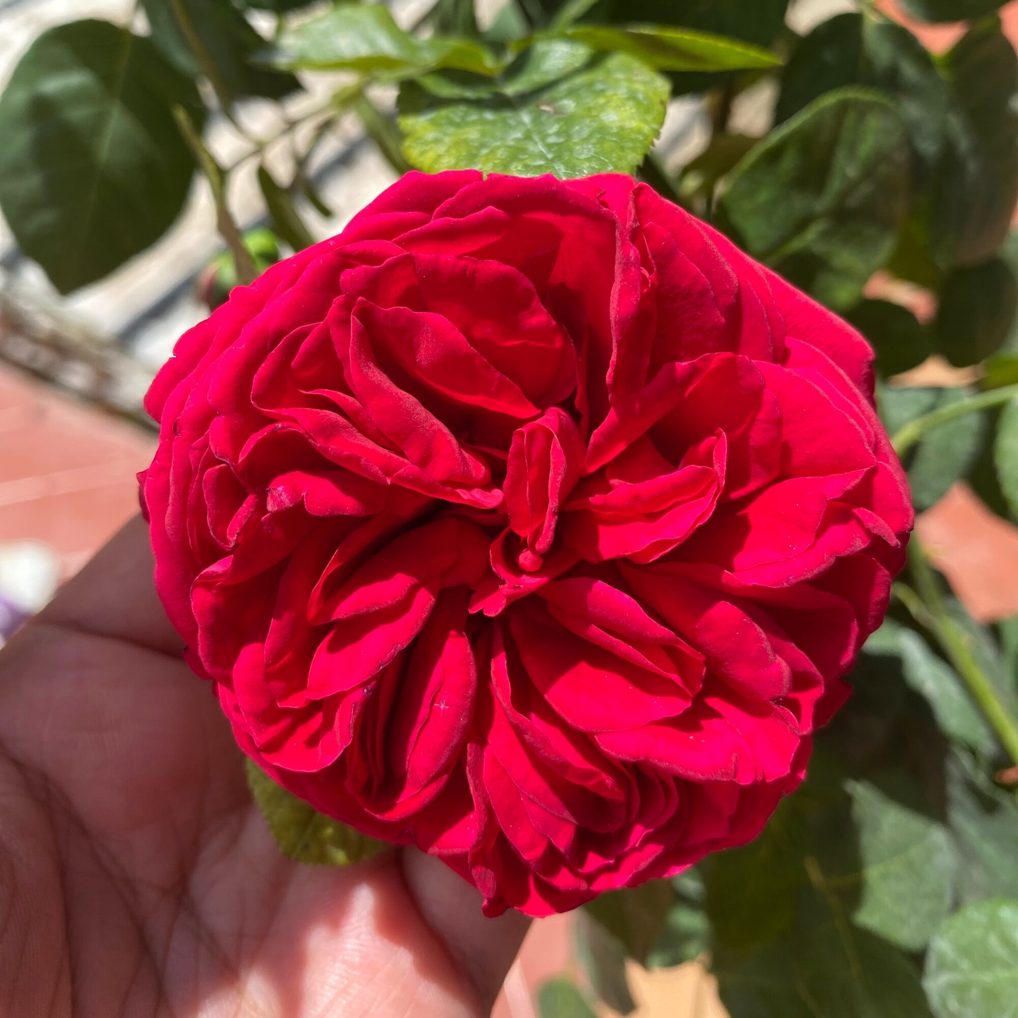 Hoa hồng leo Pháp Red Eden rose - hoa thơm, cây khoẻ