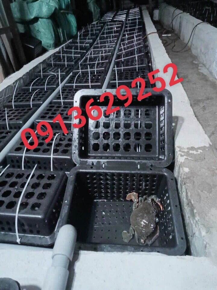 Hộp Nuôi Cua Biển