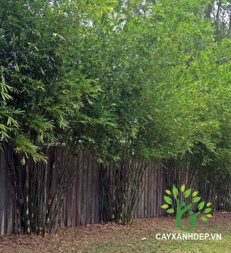 gốc tầm vông( rễ trần.ko bầu đất