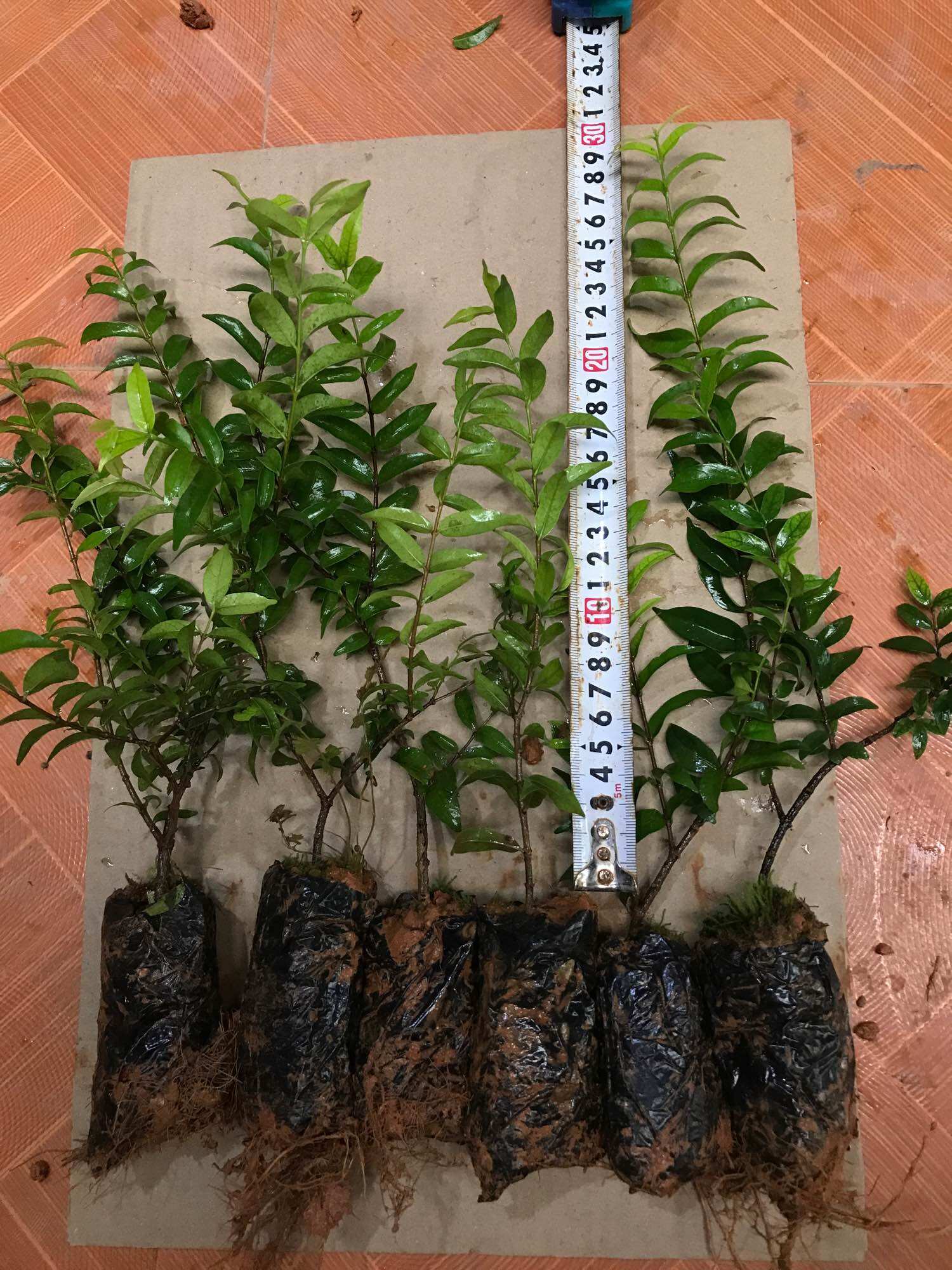 Cây mai chiếu thuỷ