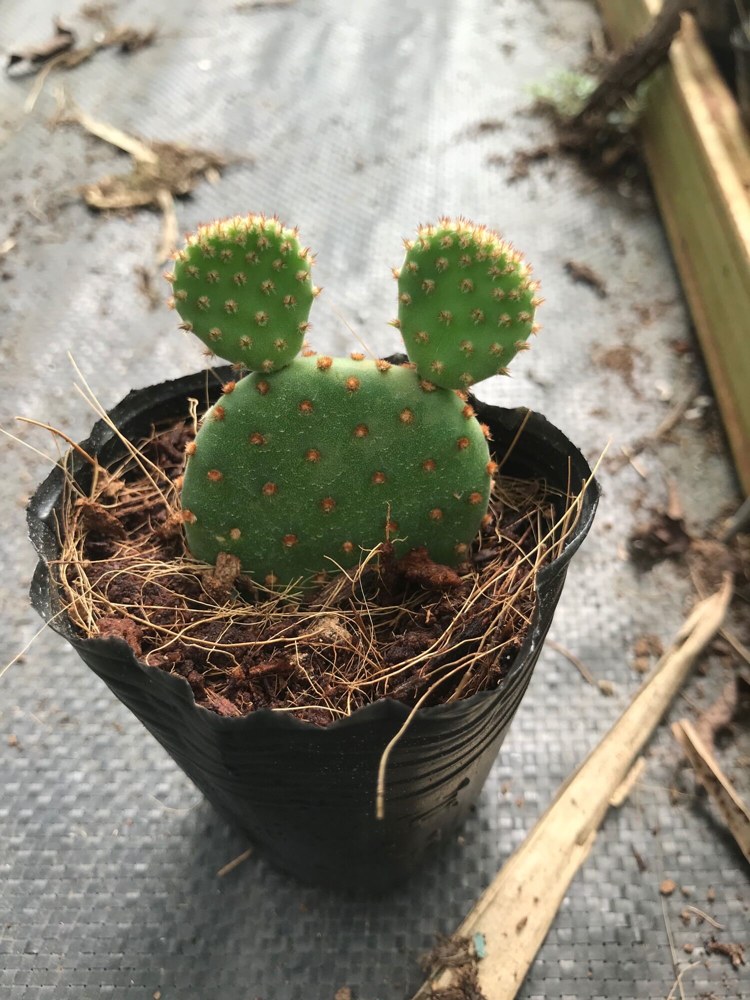 Xương rồng Mickey bầu