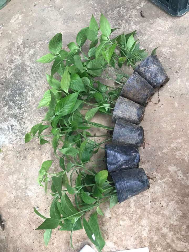 Cây lá cẩm màu tím
