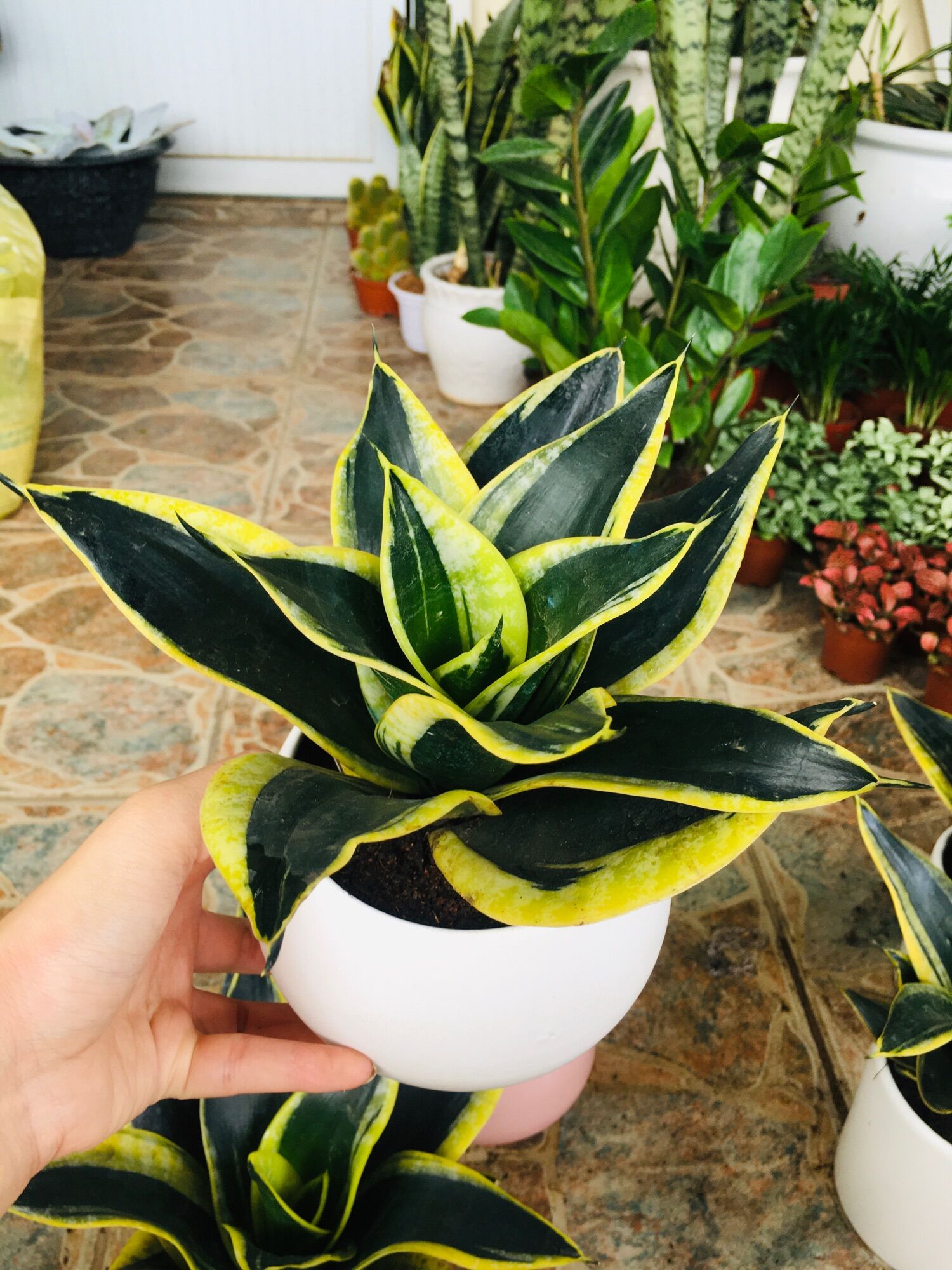 Cây lưỡi hổ Thái mini xanh size để bàn