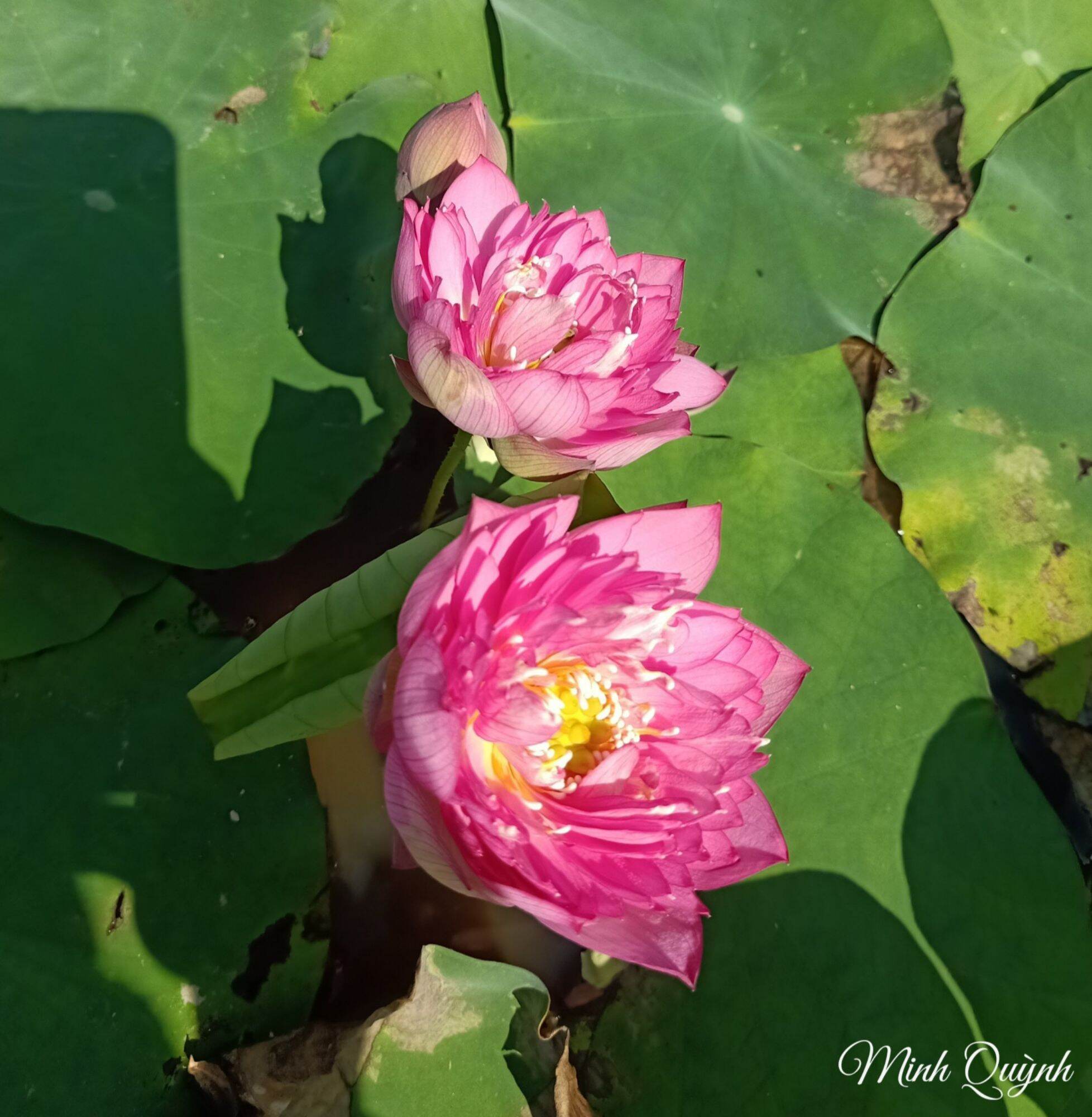 Củ sen mini Little Dragon (siêu nụ)