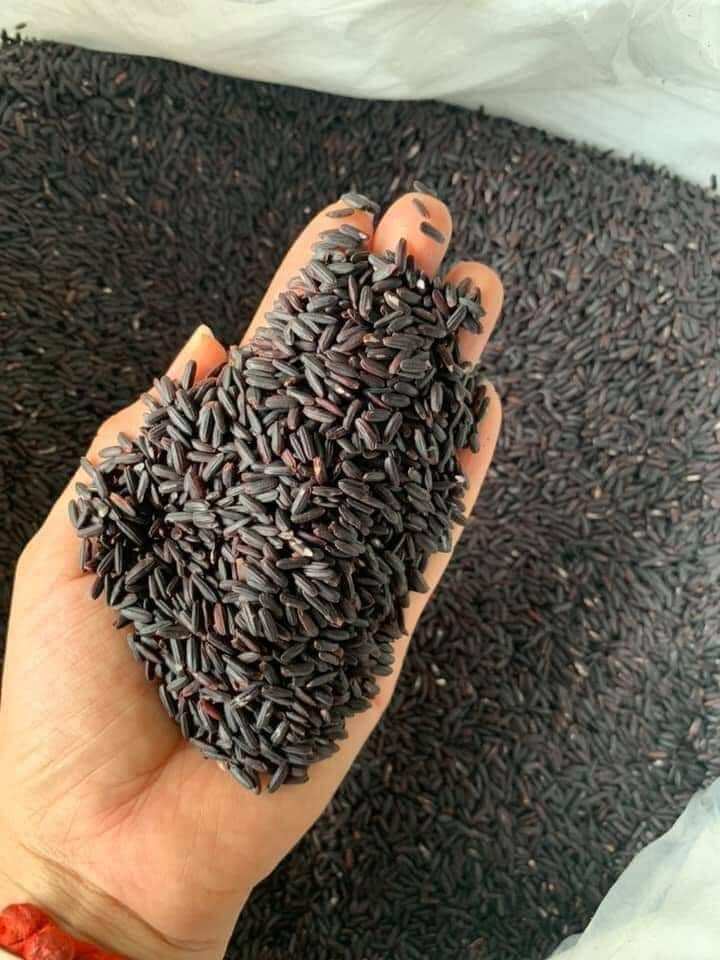 GẠO TÍM THẢO DƯỢC còn gọi là GẠO ĐEN-GẠO HOÀNG ĐẾ gói/3kg