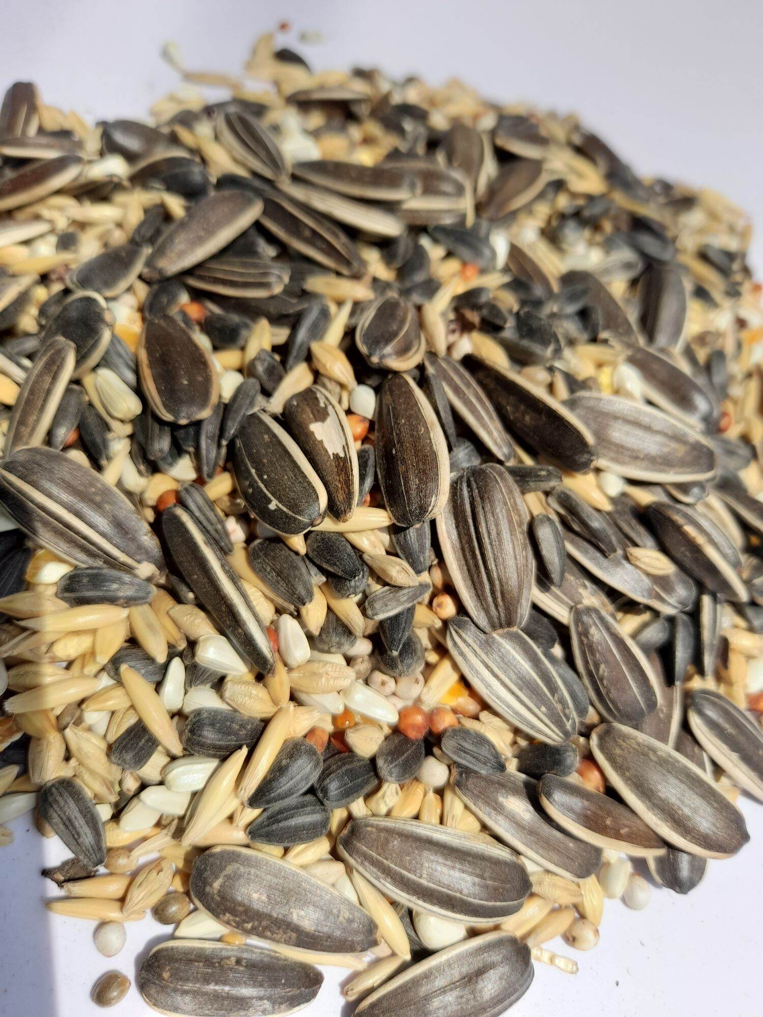 Thức ăn hạt cho vẹt 1kg