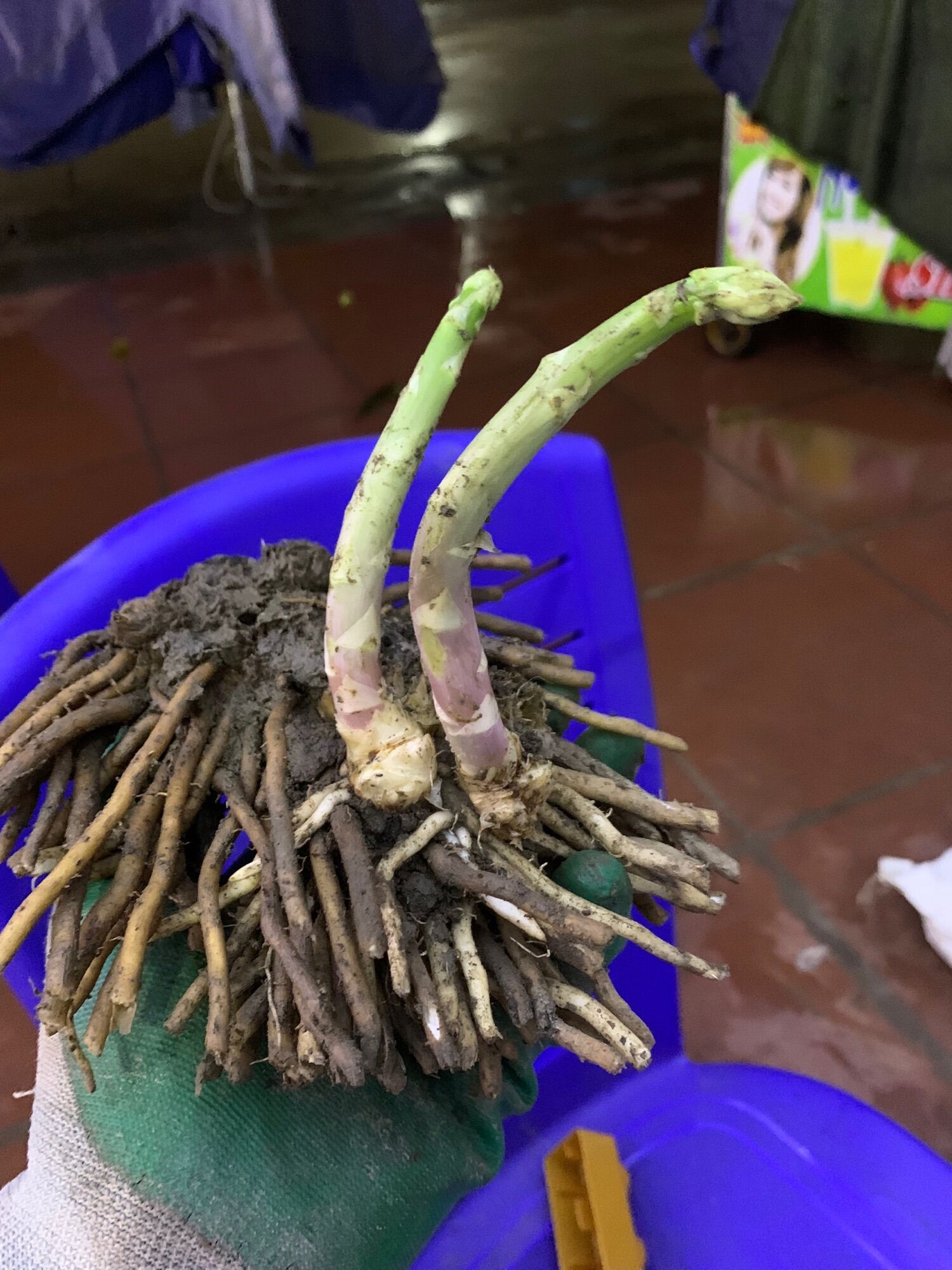 Gốc măng tây hàng đẹp