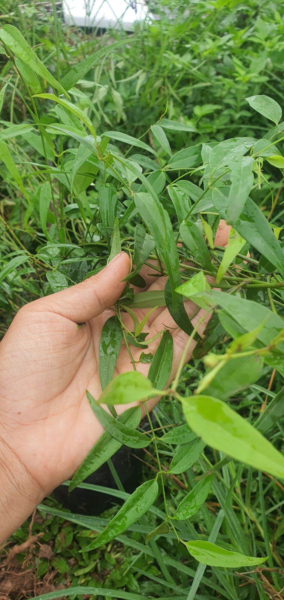 Giống chè vằng sẻ| chuẩn giống