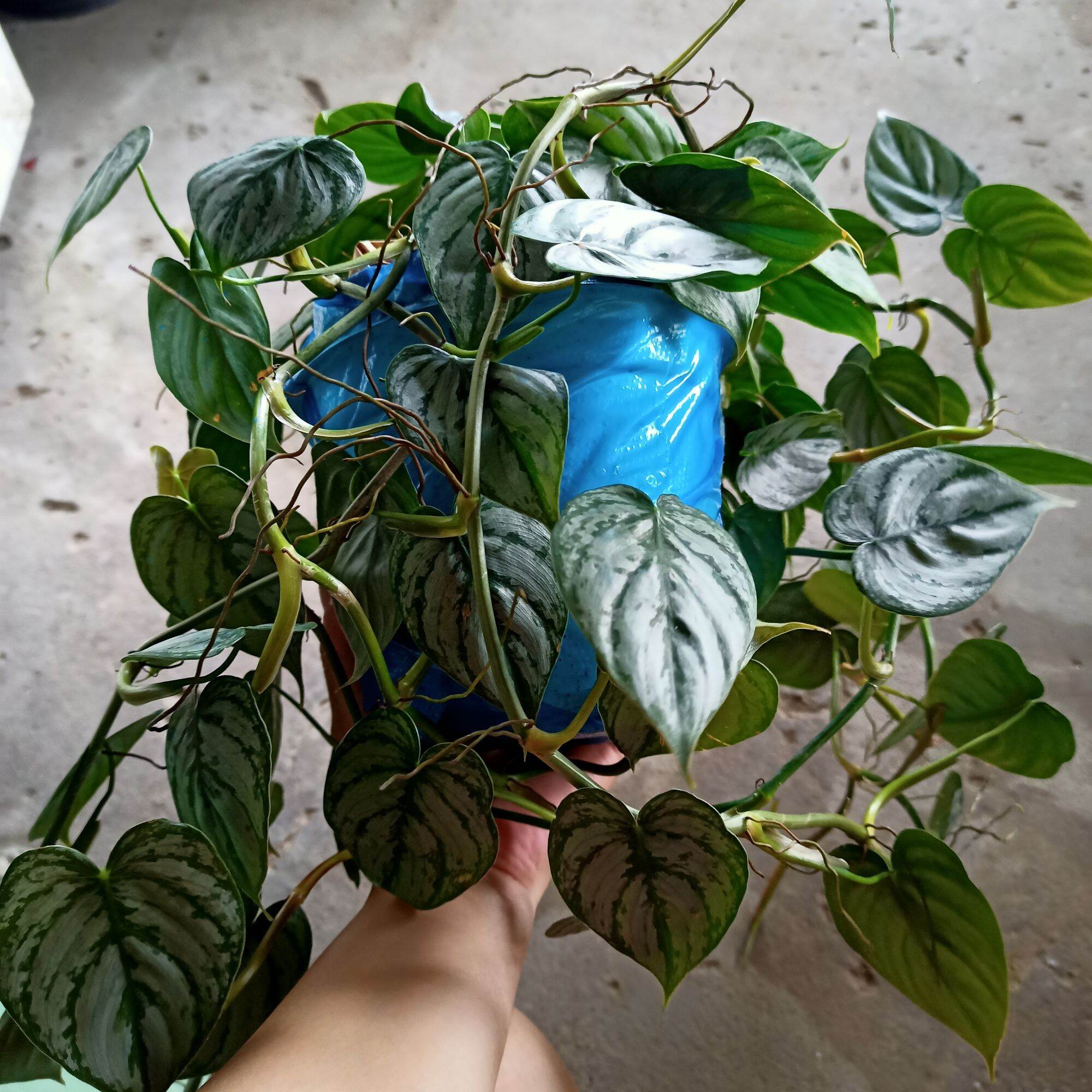Cây philodendron brandtianum