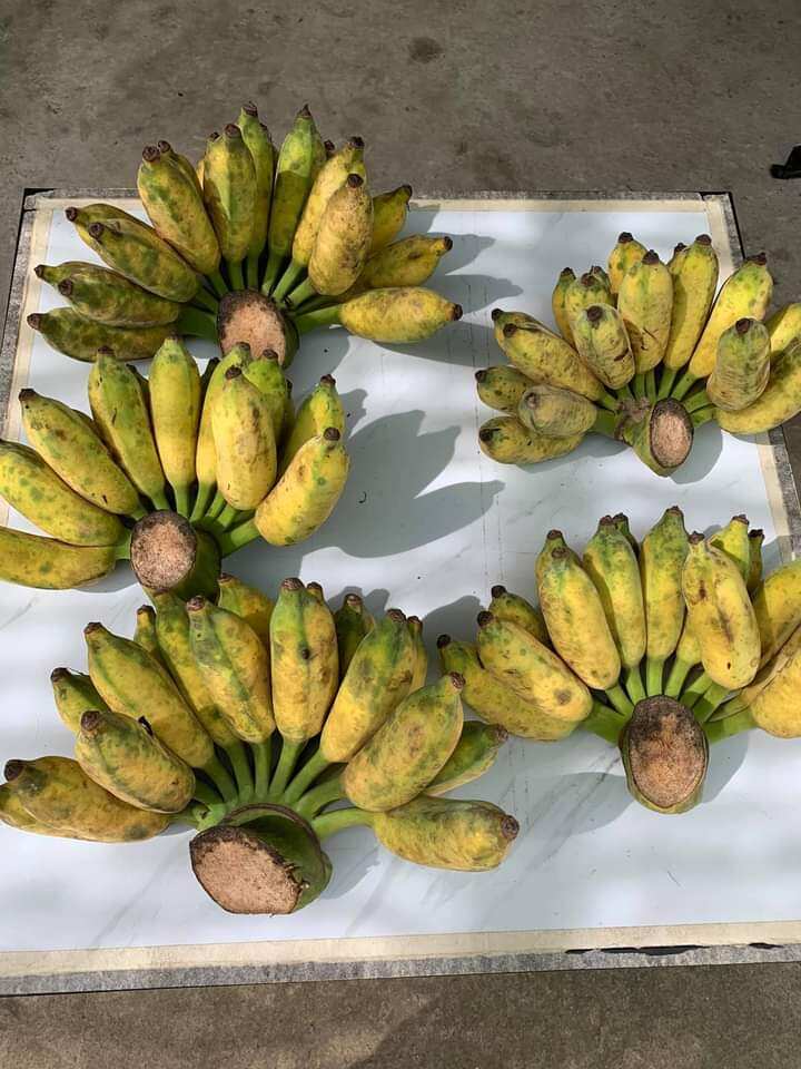 Chuối Xiêm 1kg