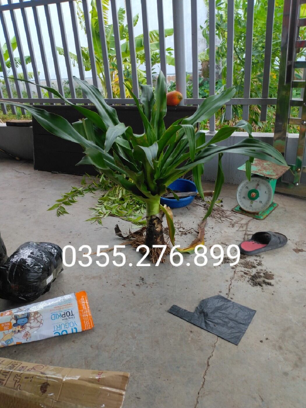 Cây náng hoa trắng (đại tướng quân) chuẩn